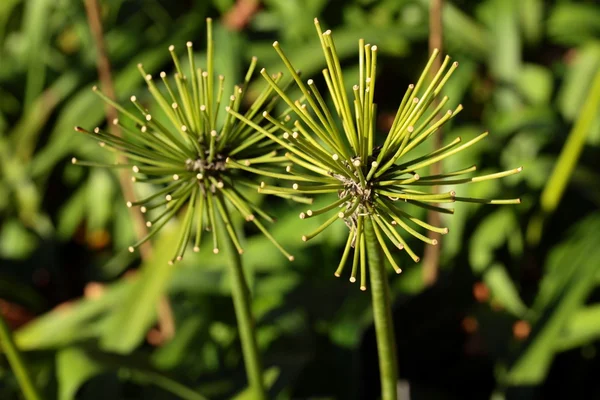 Groene planten — Stockfoto