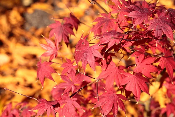 Magic autumn maple leaves — Stock Photo, Image