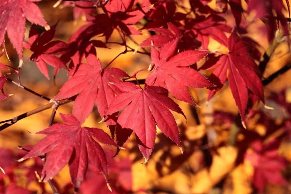 Hojas de arce mágico otoño —  Fotos de Stock