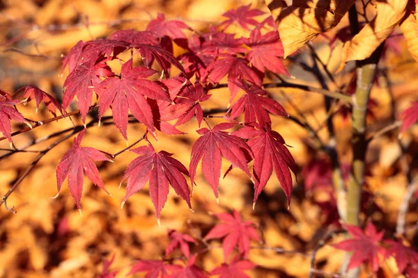 Magischer Herbst Ahornblätter — Stockfoto