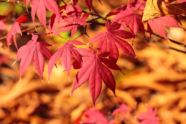 Feuilles d'érable d'automne magiques — Photo