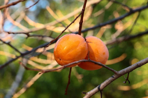 Ветвь с спелыми тропическими фруктами — стоковое фото