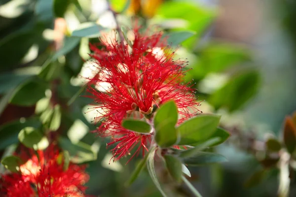 Röd blomma i tropisk djungel — Stockfoto