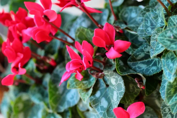 Rött och rosa cyklamen blommor för bakgrund — Stockfoto