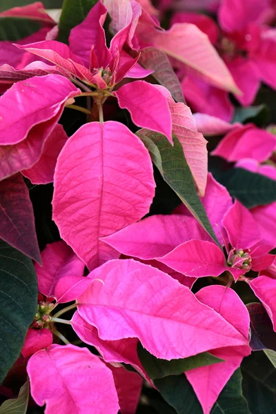 Pink Poinsettia (euphorbia pulcherrima) — Stock Photo, Image