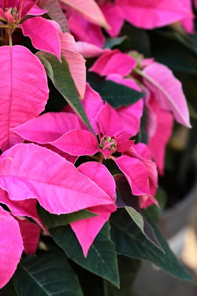 Rosa julstjärna (euphorbia pulcherrima) — Stockfoto