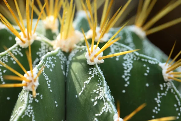 Close up of globe shaped cactus with long thorns — Stock Photo, Image