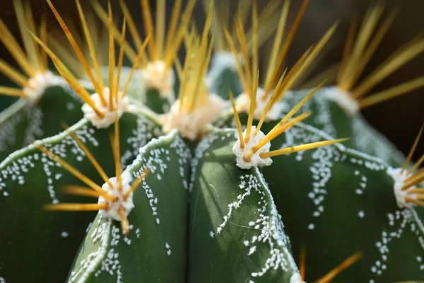 Primo piano di cactus a forma di globo con spine lunghe — Foto Stock