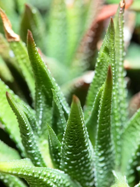 Fechar a planta de Aloe vera — Fotografia de Stock