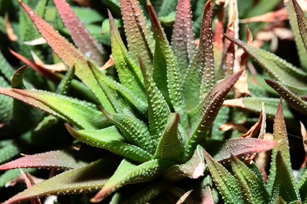 Fechar a planta de Aloe vera — Fotografia de Stock