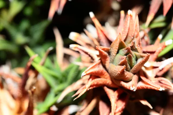 Primer plano de la planta de Aloe vera —  Fotos de Stock