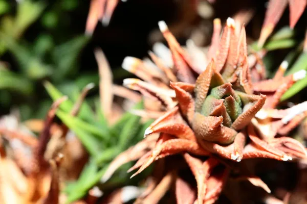 Fechar a planta de Aloe vera — Fotografia de Stock