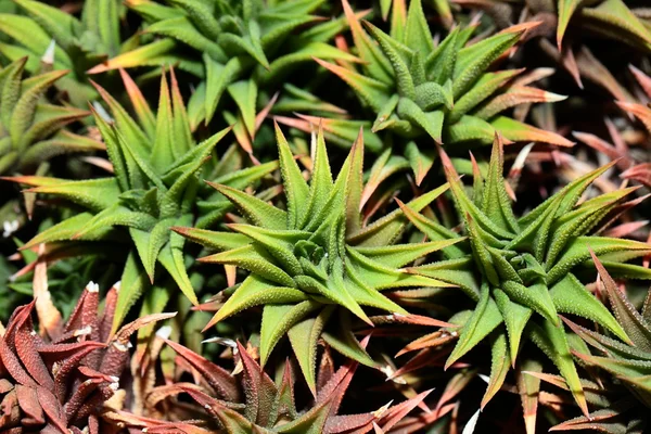 Fechar a planta de Aloe vera — Fotografia de Stock