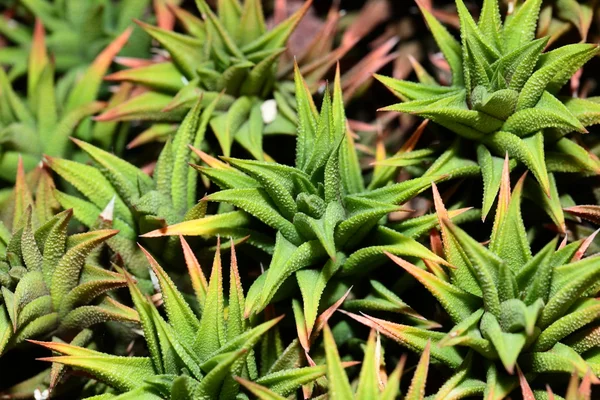 Closeup of aloe vera plant — Stock Photo, Image