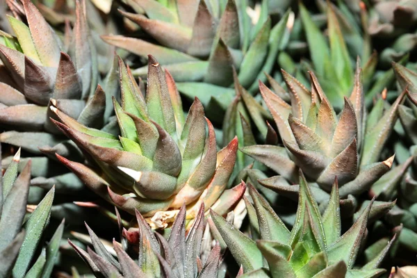 Closeup of aloe vera plant — Stock Photo, Image