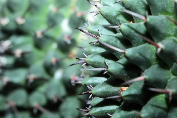 Close up of globe shaped cactus with long thorns — Stock Photo, Image