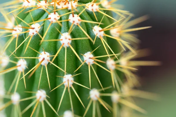 Gros plan de cactus en forme de globe avec de longues épines — Photo