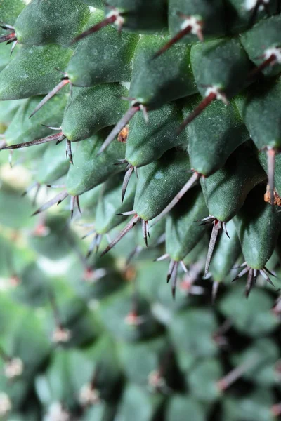 Close up of globe shaped cactus with long thorns — Stock Photo, Image