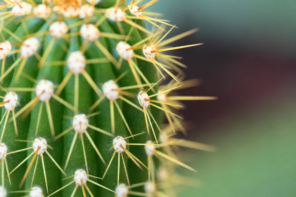 Primo piano di cactus a forma di globo con spine lunghe — Foto Stock