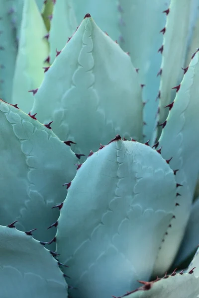 Vassa spetsiga agave växt blad klungade tillsammans. — Stockfoto