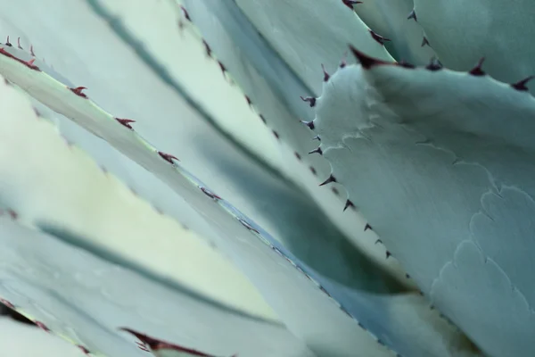 Sharp apontou agave folhas de plantas agrupadas . — Fotografia de Stock