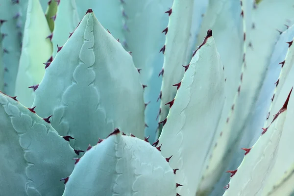 Sharp pointed agave plant leaves bunched together. — Stock Photo, Image