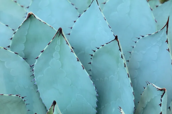 Vassa spetsiga agave växt blad klungade tillsammans. — Stockfoto