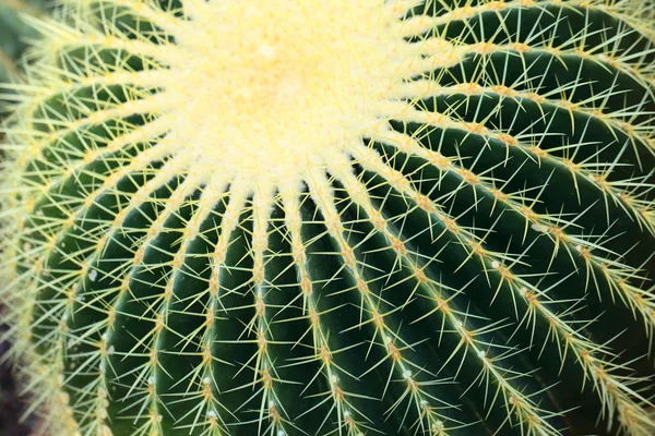 Nahaufnahme eines kugelförmigen Kaktus mit langen Dornen — Stockfoto