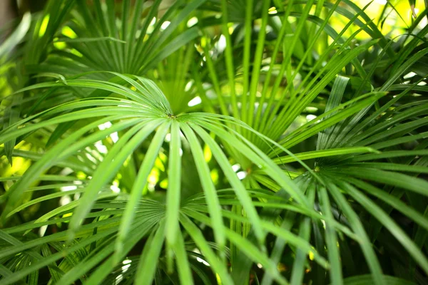 Hojas de palma verde en la selva — Foto de Stock