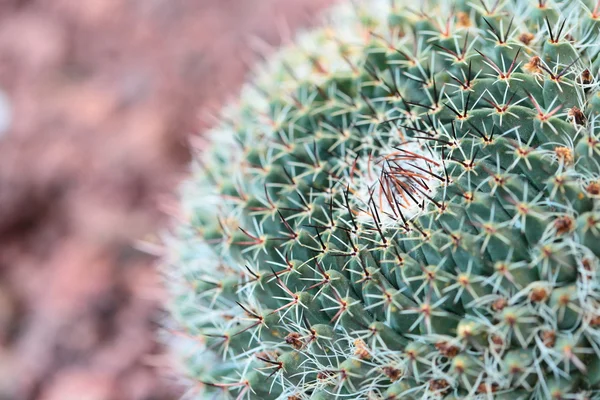 Close up van globe vormige cactus met lange doornen — Stockfoto