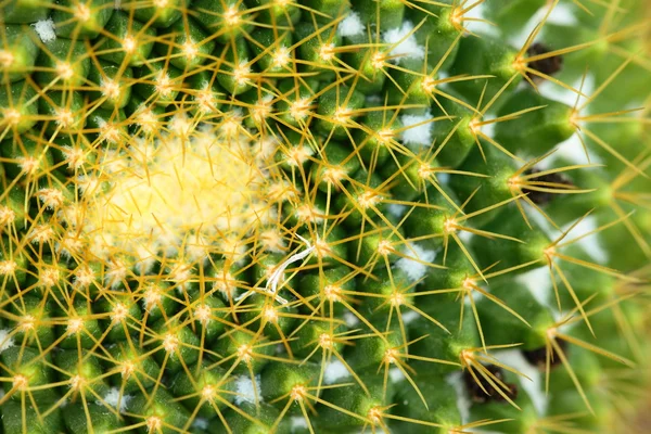 Nahaufnahme eines kugelförmigen Kaktus mit langen Dornen — Stockfoto