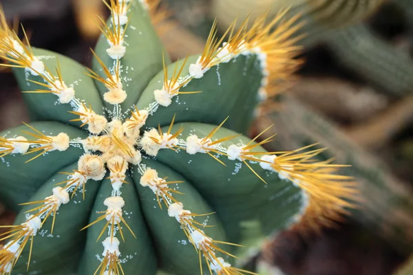 Primo piano di cactus a forma di globo con spine lunghe — Foto Stock