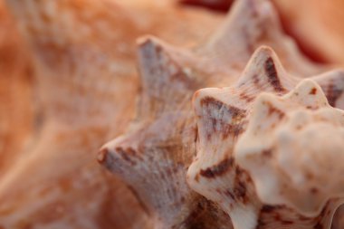 mükemmel bir yakın çekim inanılmaz bir kabuk