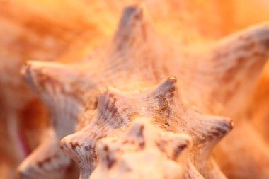 mükemmel bir yakın çekim inanılmaz bir kabuk