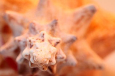 mükemmel bir yakın çekim inanılmaz bir kabuk