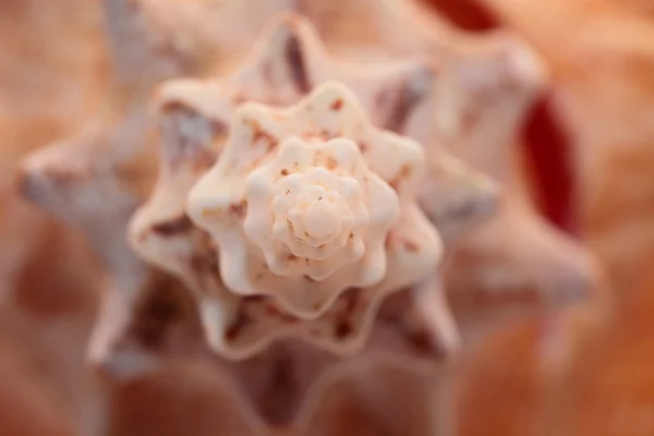 A perfect close up of an amazing shell — Stock Photo, Image