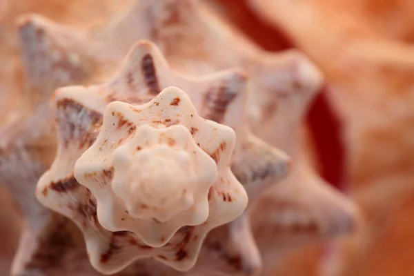 A perfect close up of an amazing shell — Stock Photo, Image