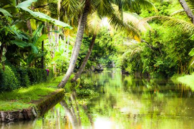 palmiye ağacı tropikal ormanda durgun kochin, kerala, Hindistan