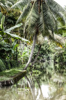 palmiye ağacı tropikal ormanda durgun kochin, kerala, Hindistan