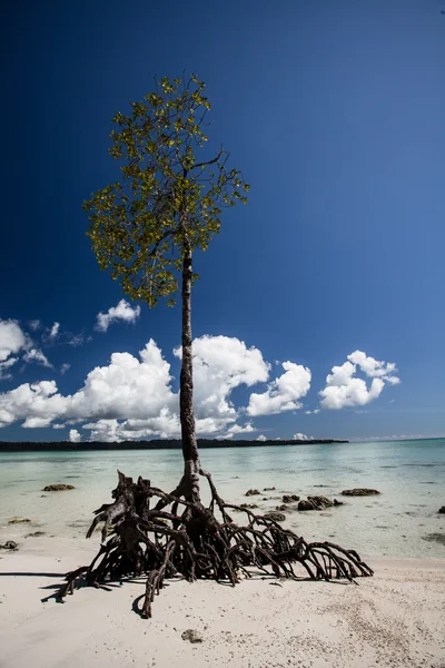 Blå himmel och moln i havelock island. Andamanerna, Indien — Stockfoto