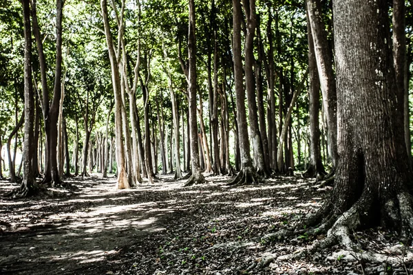 Oud bos in india — Stockfoto