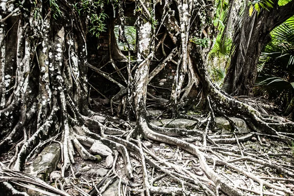 Angkor wat komplex in naht ernten — Stockfoto