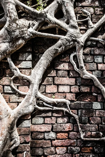 Angkor Wat complesso in Seam Reap — Foto Stock