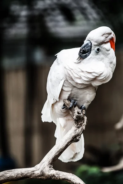 White parrot — Stock Photo, Image