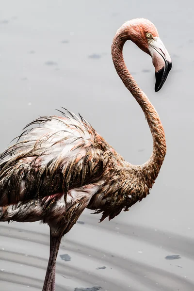 Růžový plameňák — Stock fotografie