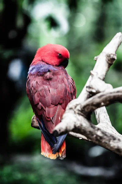 White parrot — Stock Photo, Image