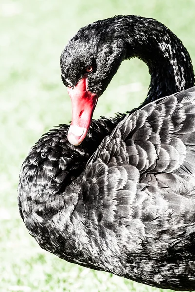 A black swan swimming on a pool of green grass — Stockfoto