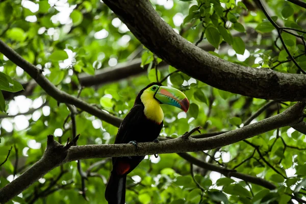 Keel Billed Toucan, из Центральной Америки . — стоковое фото