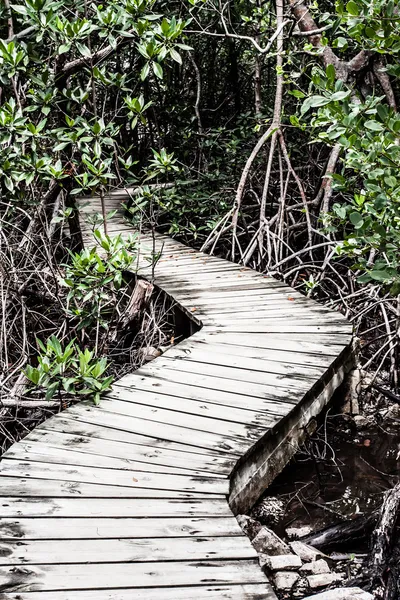 Mangrove forest in Colombia — Stock Photo, Image