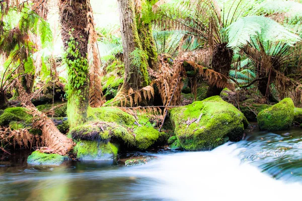 Cataratas Russell, Tasmania — Foto de Stock